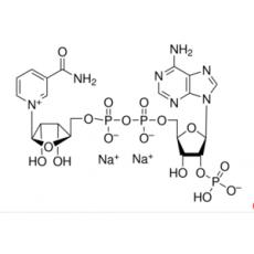 氧化型辅酶Ⅱ二钠