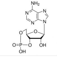 腺苷3‘5环磷酸 (腺苷环磷酸、环磷酸腺苷）