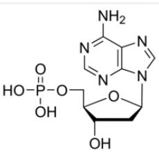 2＇-脱氧腺苷-5-单磷酸